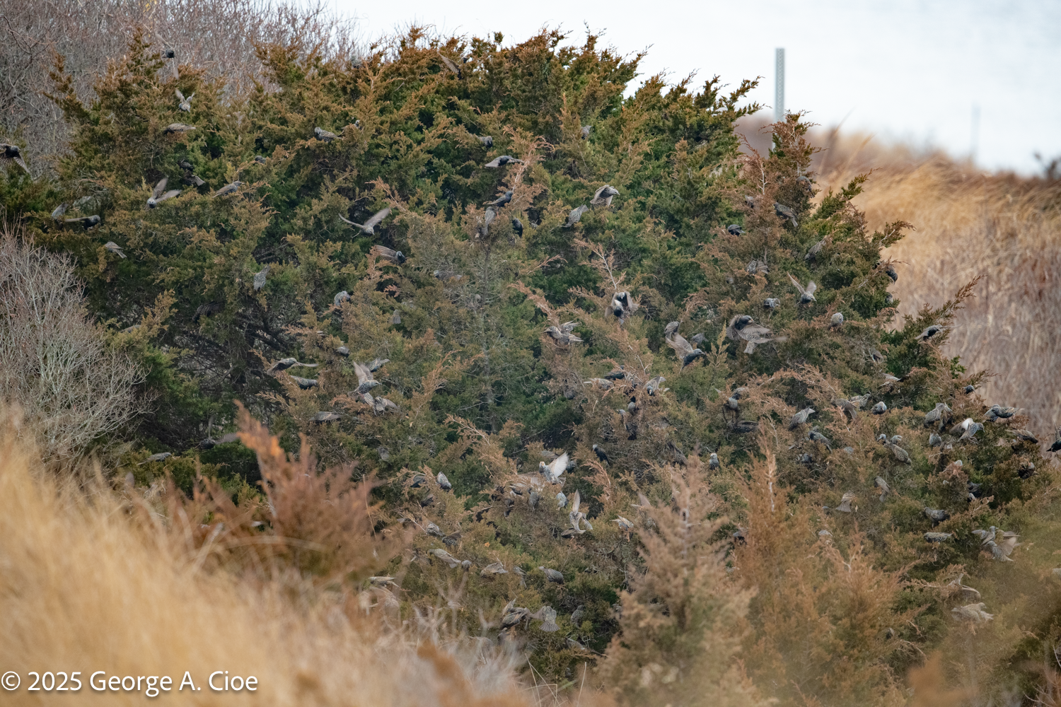 The Winged-Bush Explosion: A Napatree Point Discovery