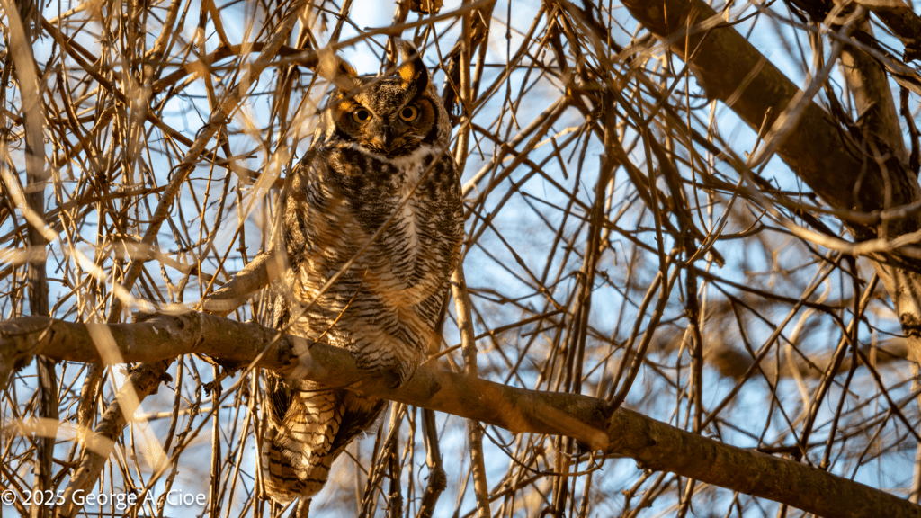 "Taloned Tigress" Female Great Horned Owl