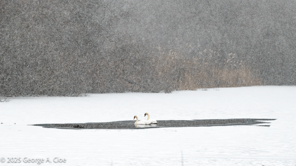 "Small World" Mute Swans in Snowstorm