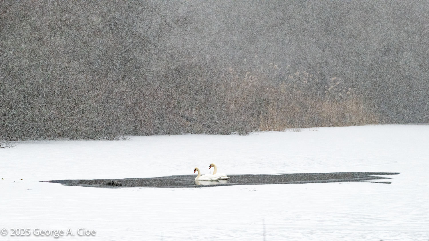 Snow and Mute Swans on a Frozen Lake Canonchet