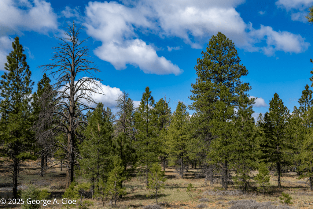 "Still Standing" Bryce Canyon