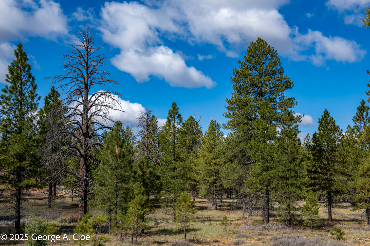 Change Is Inevitable: Understanding Our Resistance