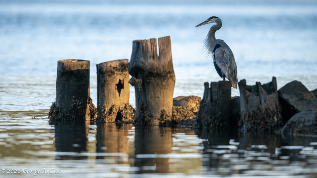 "Watchful in Blue" Blue Heron