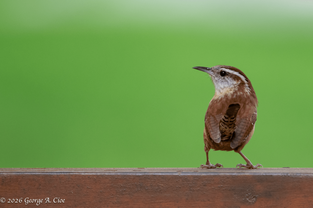 Carolina Wren