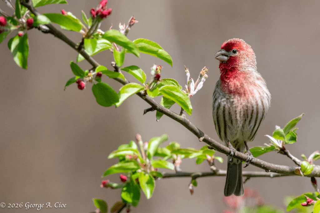 House Finch