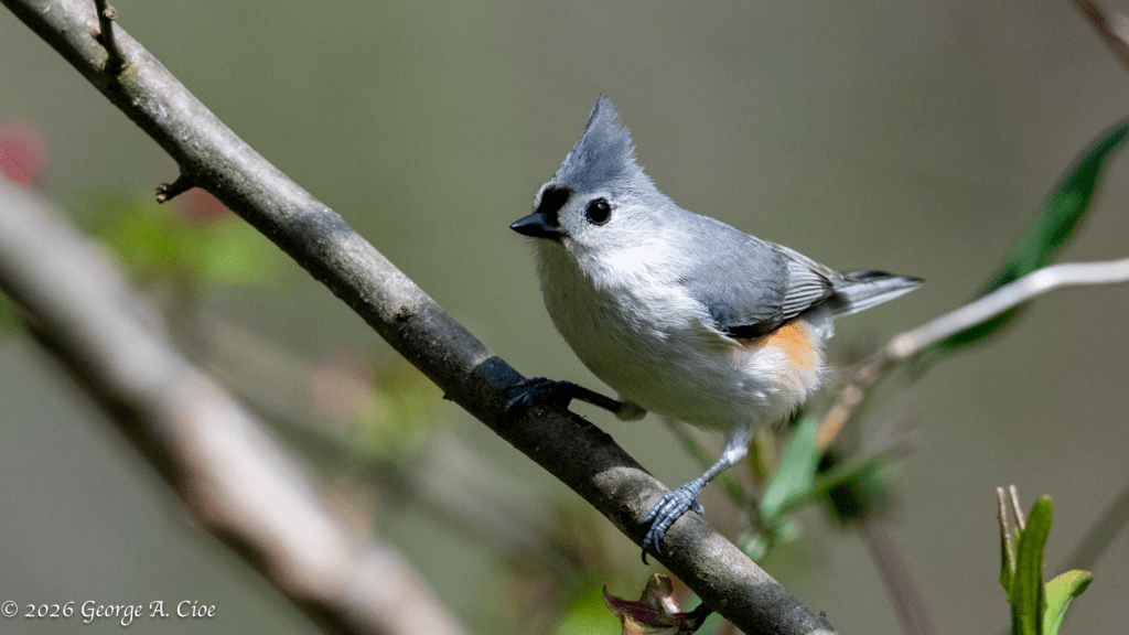 Tufted Titmouse