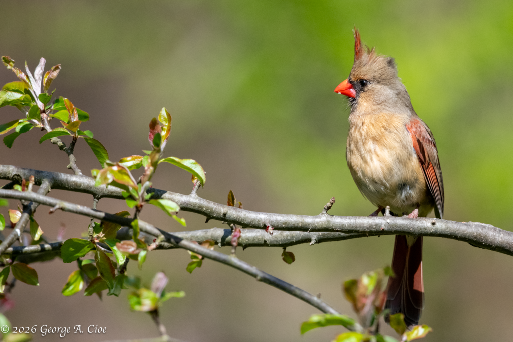 Northern Cardinal - Female