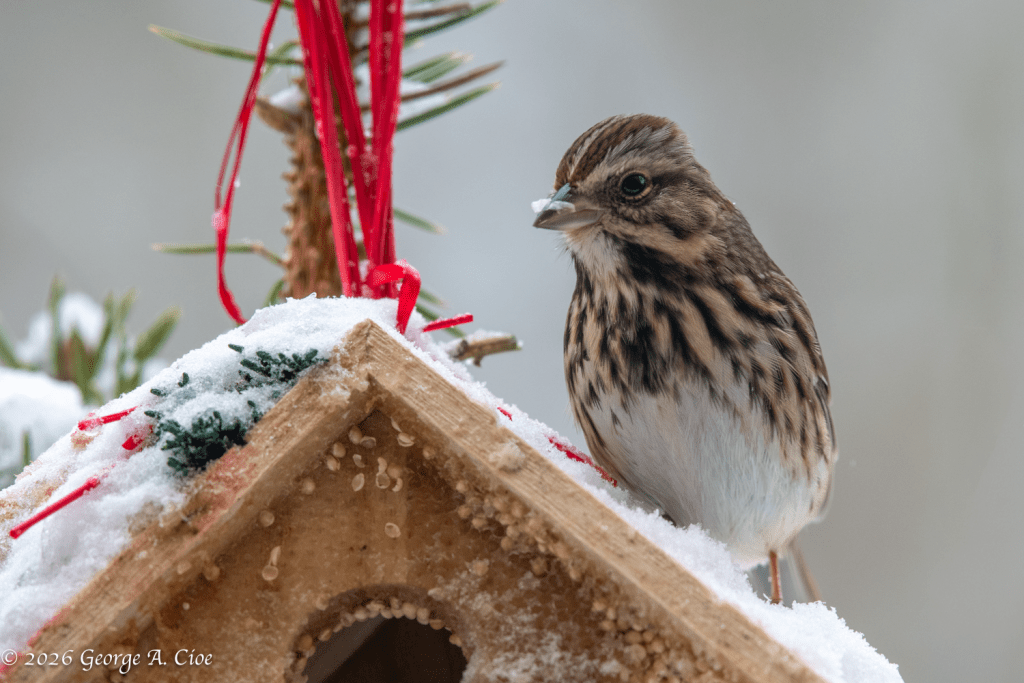 Song Sparrow