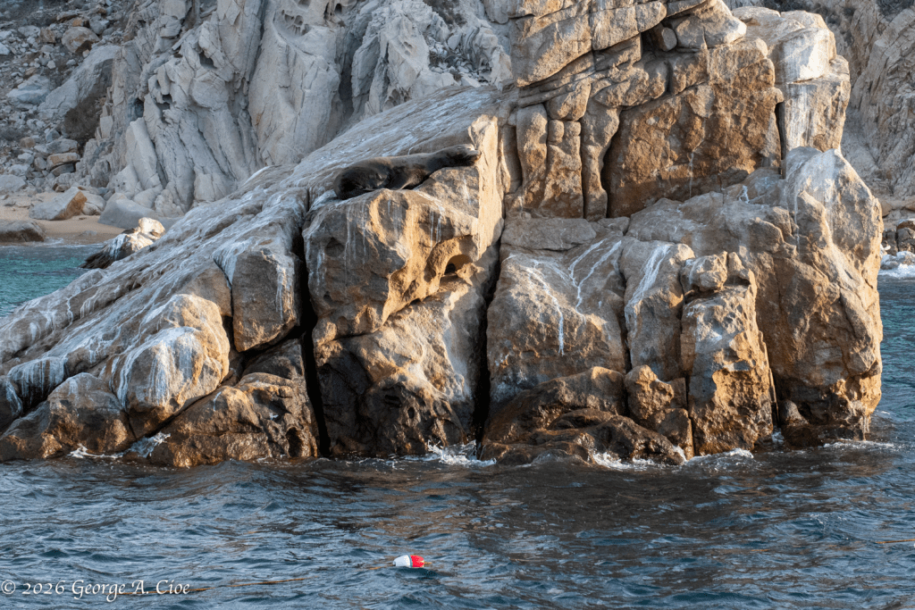 "Sleeping Seal" California Sea Lion