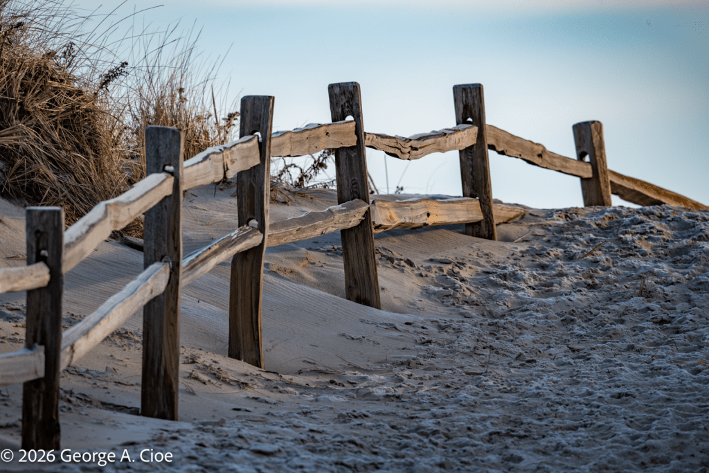 The Weathered Sentinel" Napatree Point Dune