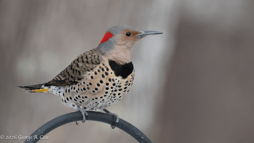 Northern Flicker