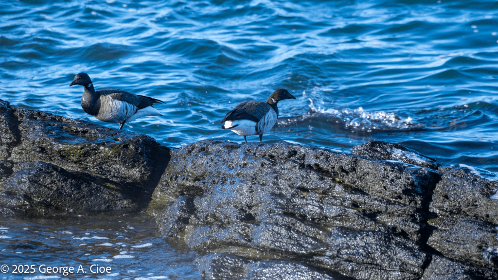 "Salad on the Rocks" Brants eating algae on the rocks