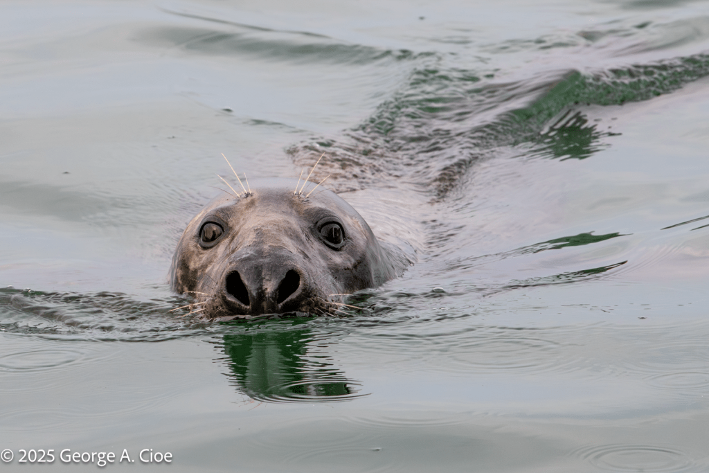 "Wisker Approach" Gray Seal