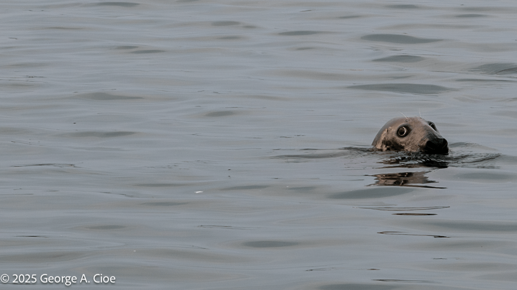 "Wait, What?" Gray Seal