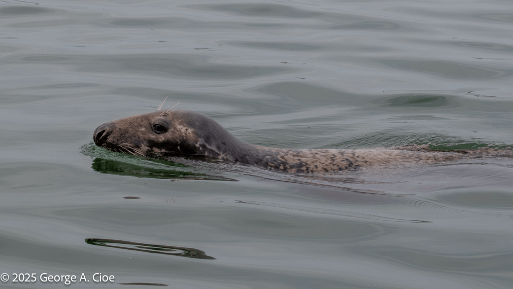 "Slip Sliding Away" Gray Seal