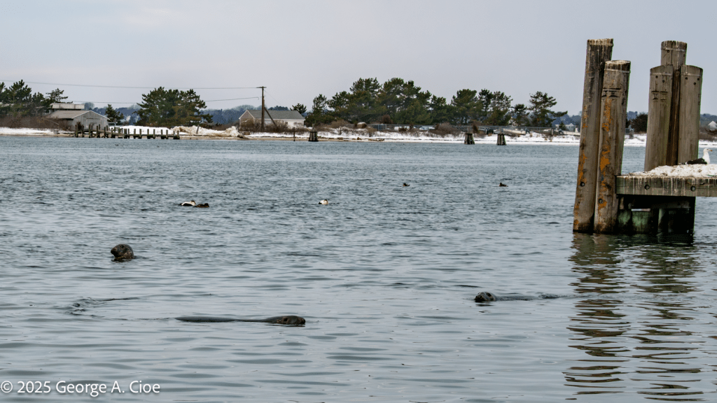 "Party at the Dock" Three Gray Seals