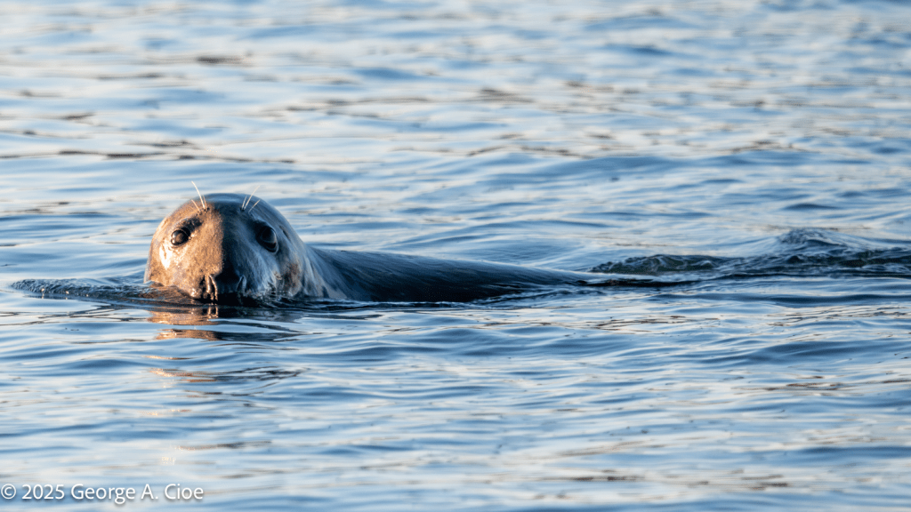 "The Long Look" Gray Seal
