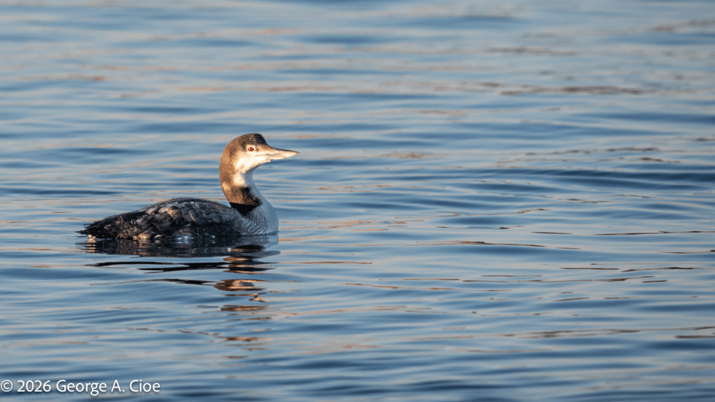 "Loonatick" Common Loon - non-breeding