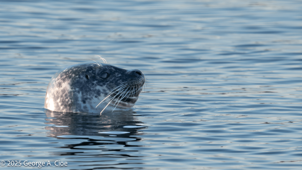 "My Best Side" Harbor Seal