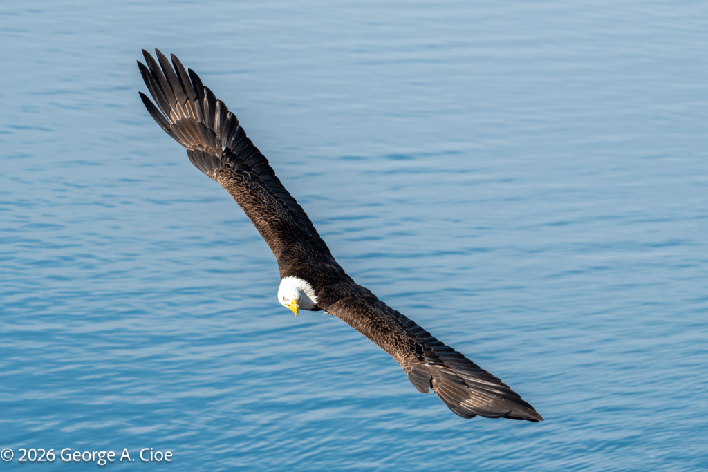 "Wings of Freedom" Bald Eagle