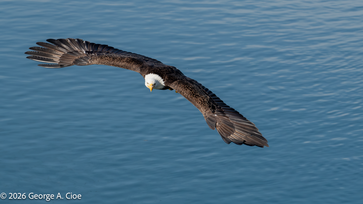 The Eagle Diary: My Quest for In-Flight Images