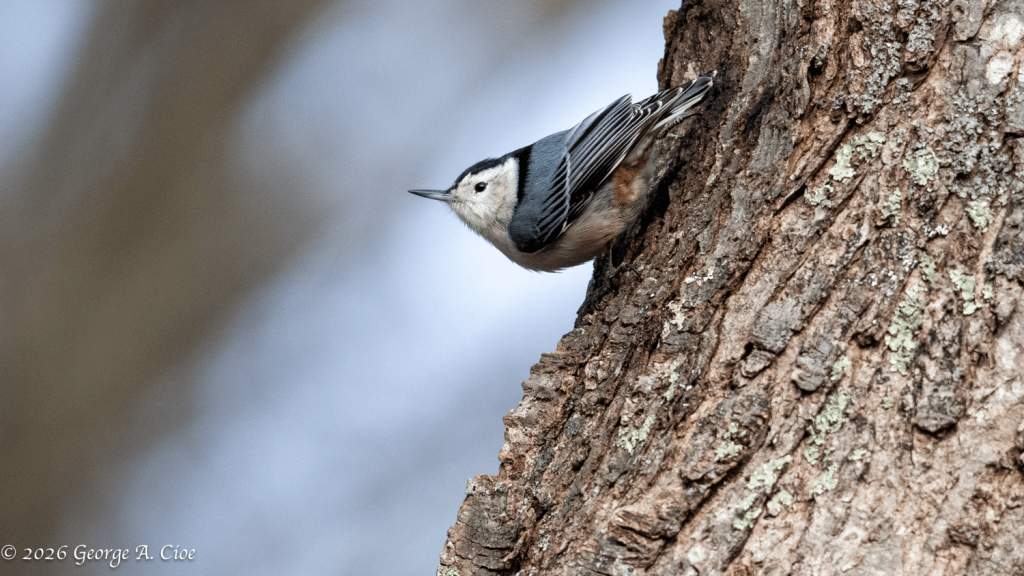 White-breasted Nuthatch