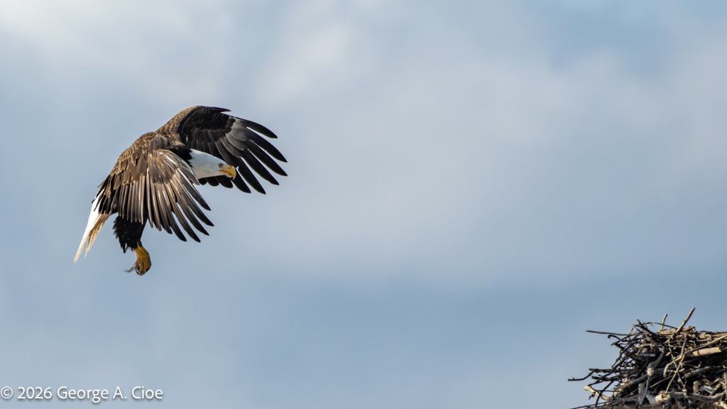 "Homecoming" Bald Eagle
