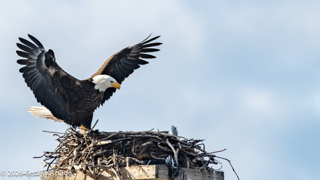 "Touchdown" Bald Eagle
