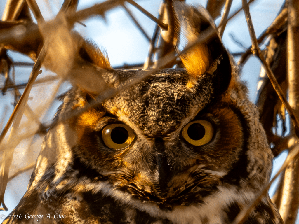 "Intense" Great Horned Owl