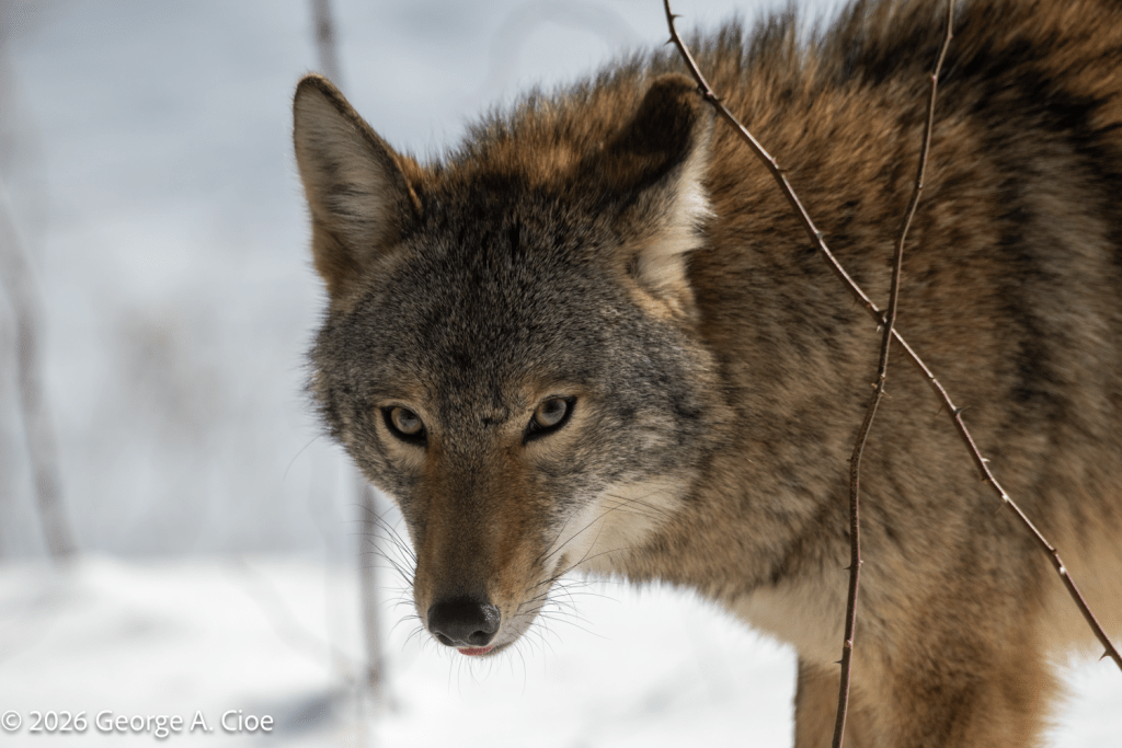 "Transient" Coyote