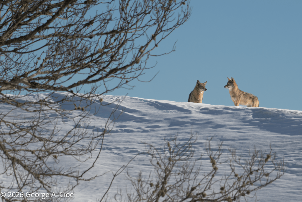 "Solace" Coyotes