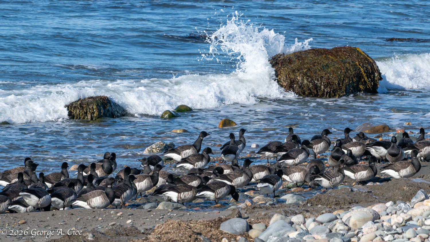Brant Party of 150 — The Amazing Birds of Little Compton