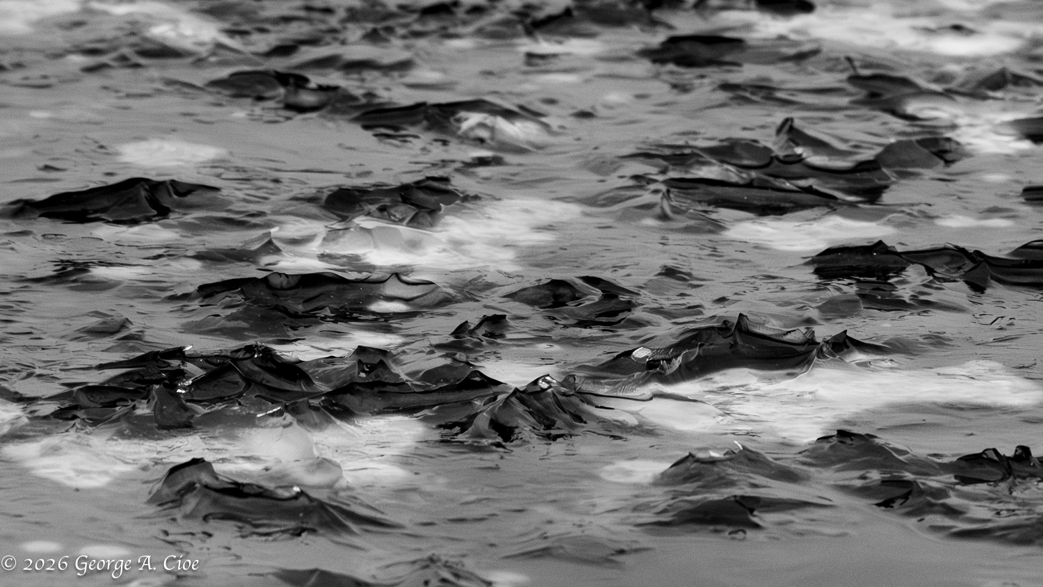 If You Sit by the River Long Enough, Embrace Stillness