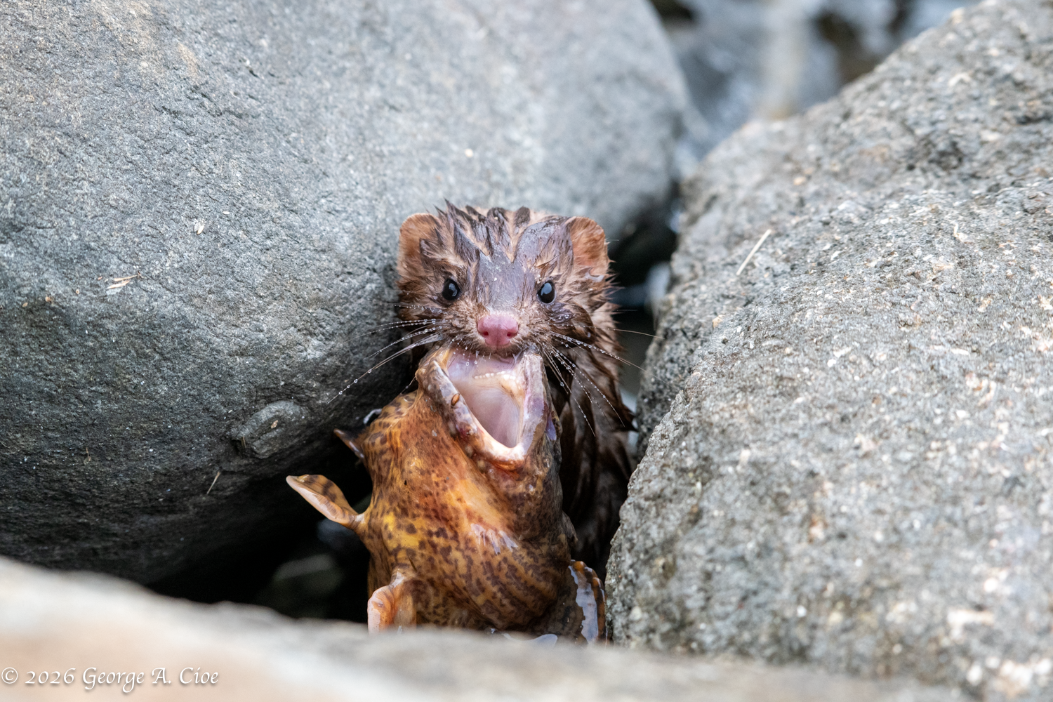 🦦River Bandit — A Narrow River Encounter with an American Mink