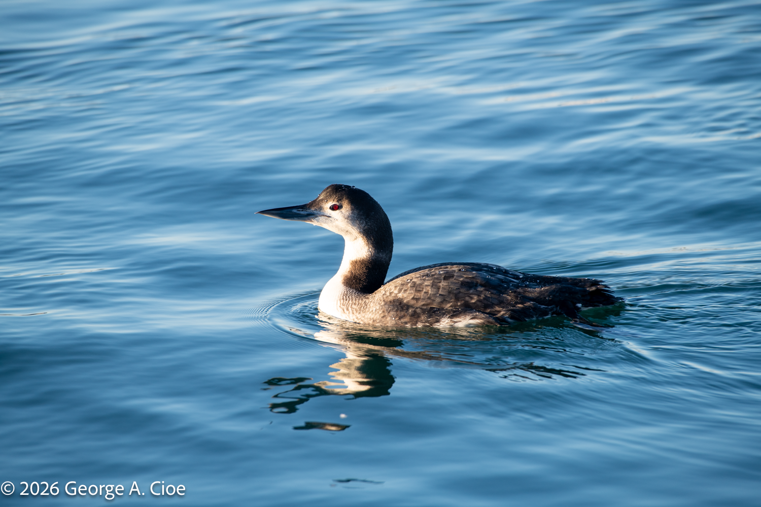Common Loons in Galilee: A Dive into Their Characteristics
