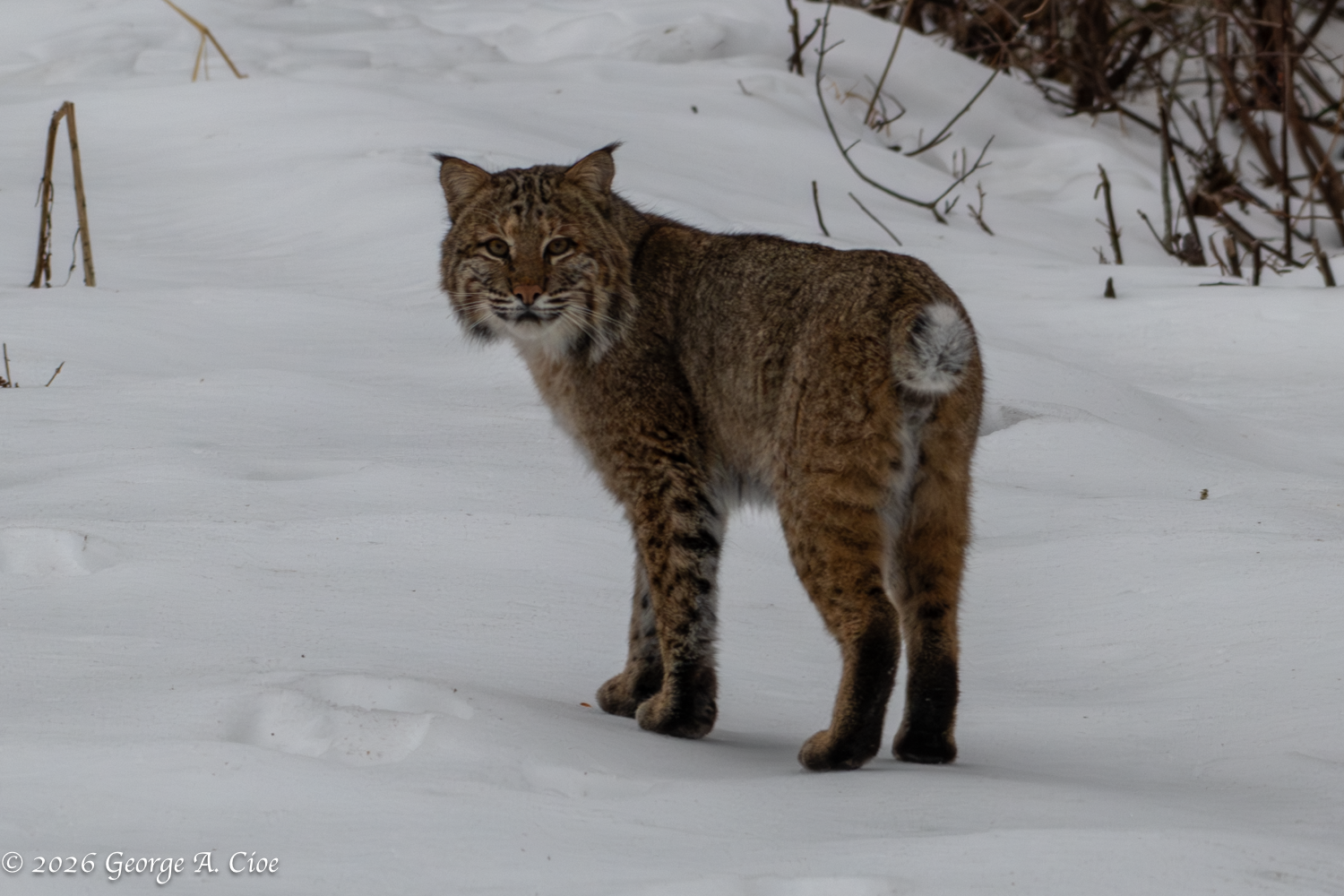 Shadow on the Power Line — A Bobcat Surprise Encounter