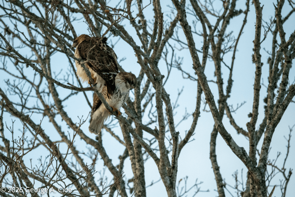 "Hunt 360" Red-tailed Hawk Pair