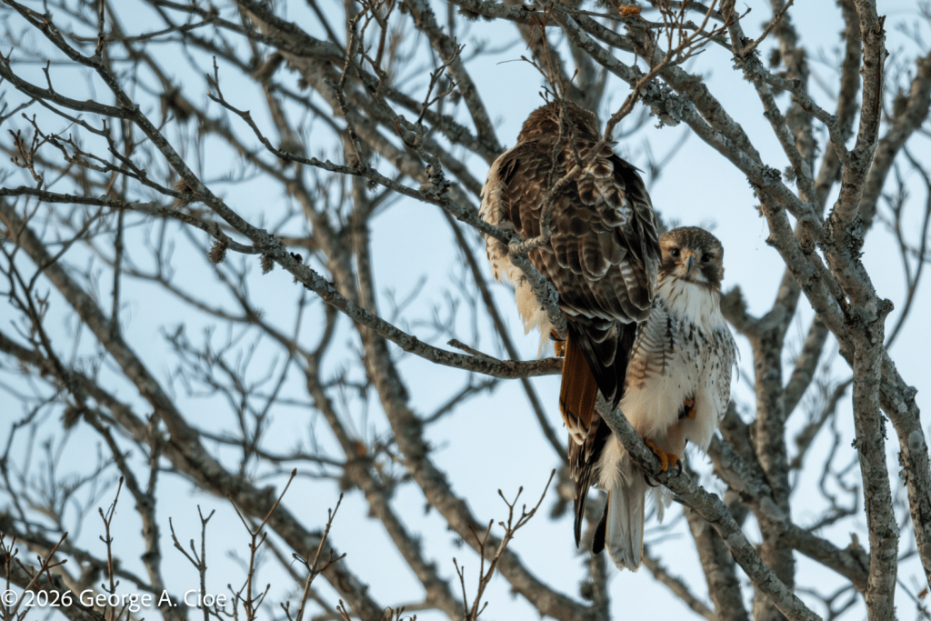 "Is That A Nikon?" Red-tailed Hawk Pair