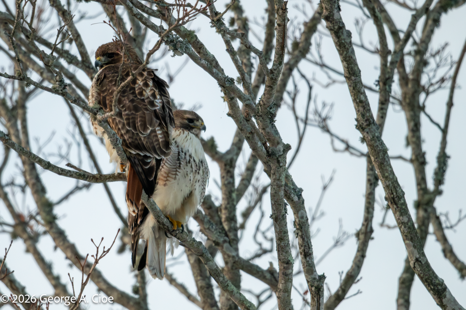 Helen & Hank – A Hawkward Discussion on Communication