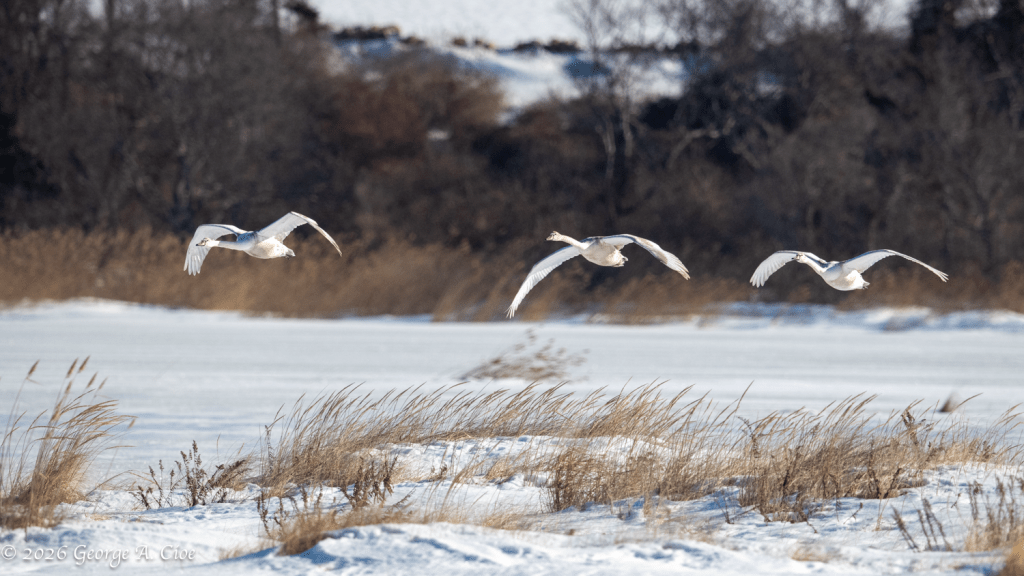"Three Whistlers" Tundra Swan