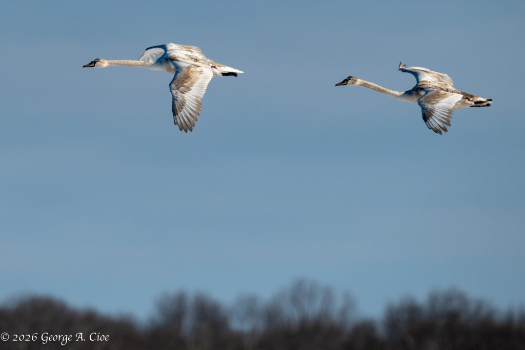 "Drafting" Tundra Swan