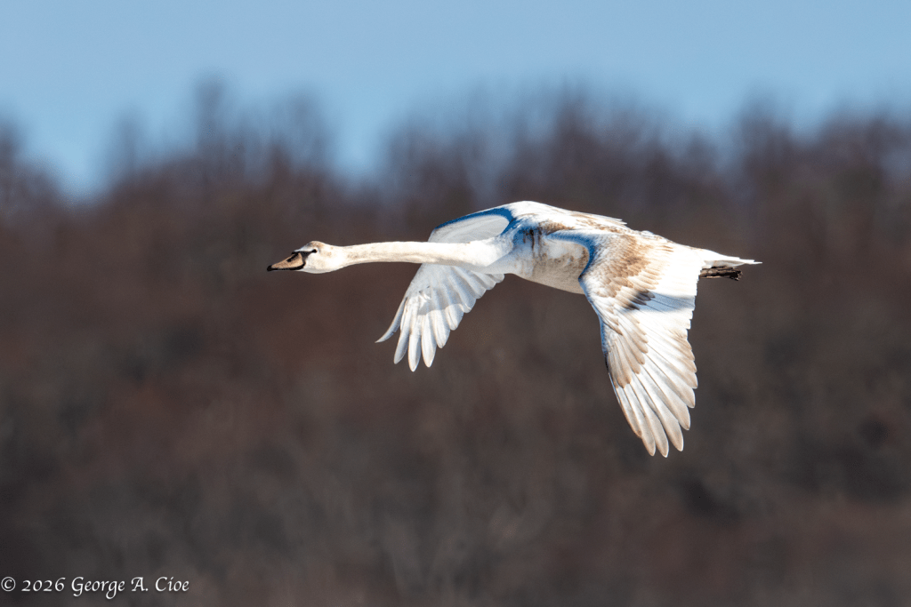 "Solo" Tundra Swan
