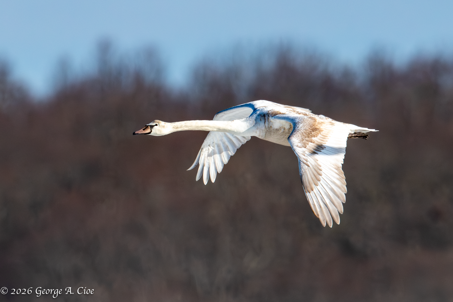 The Tundra “Whistling” Swan and Its Unique Journey