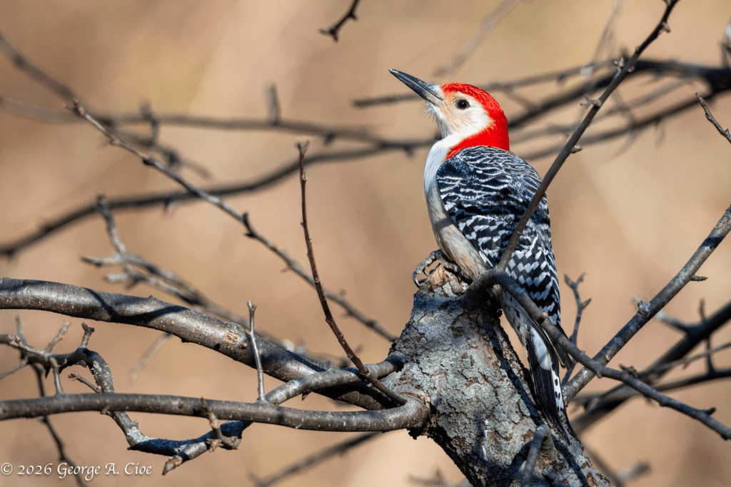 Red-bellied Woodpecker