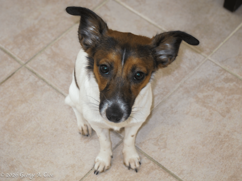 "Rico Suave" Jack Russel Terrier