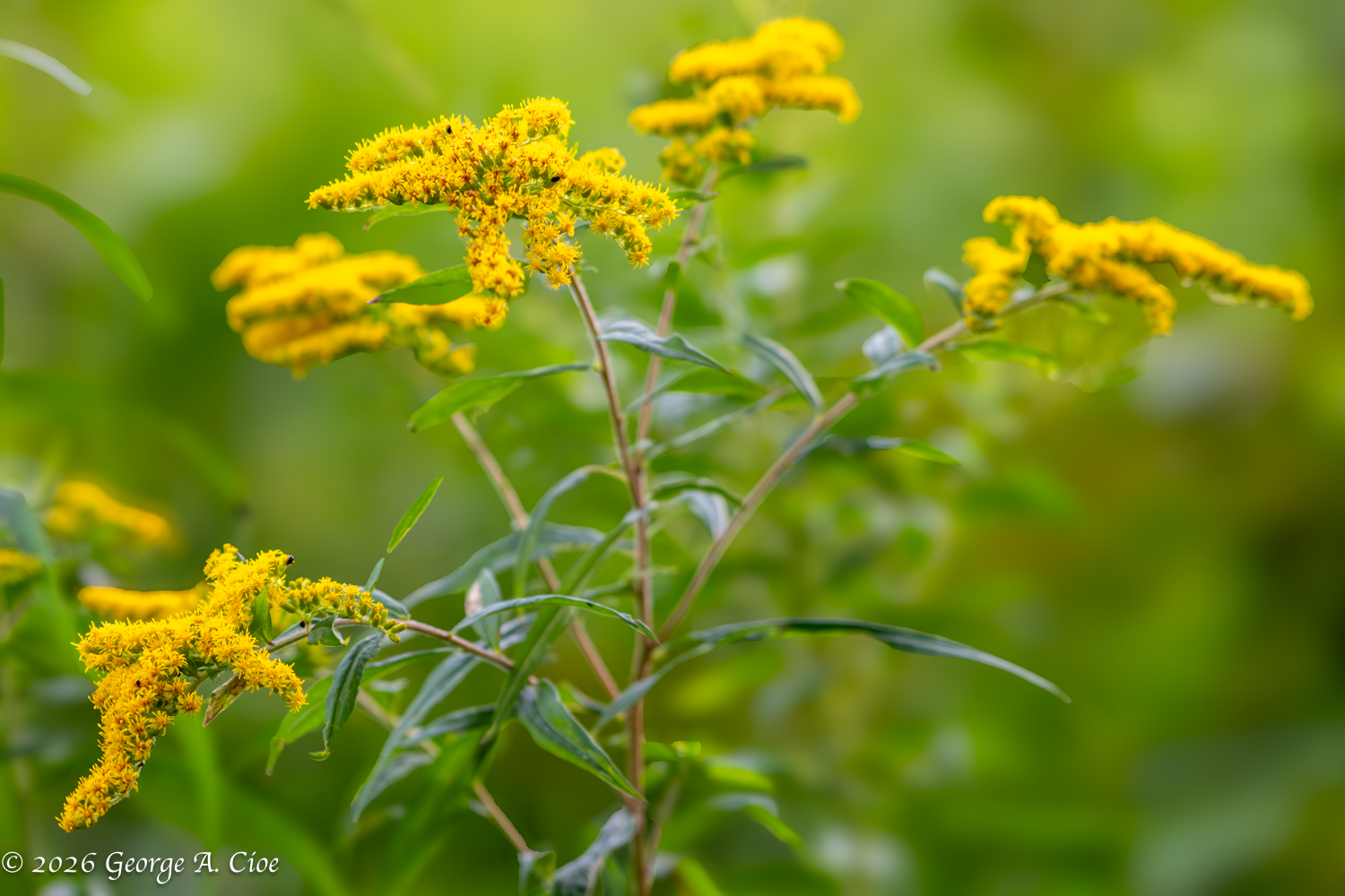 Where the Gold Hides: My Mother’s Irish Legacy With Italian Twist
