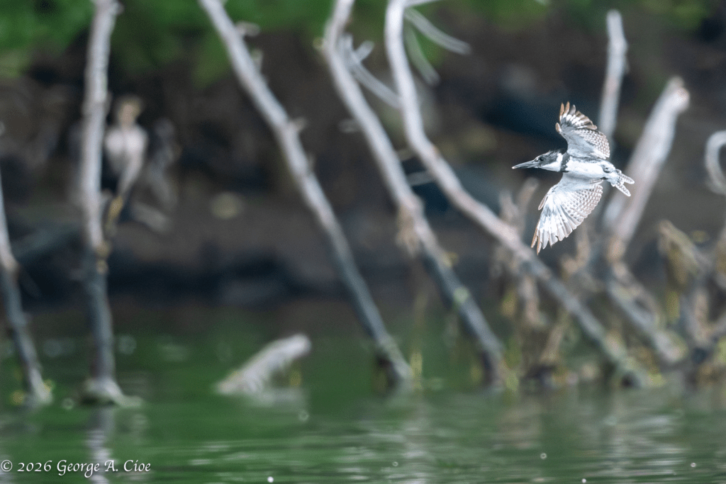 “Bank, Flash, Gone” Belted Kingfisher