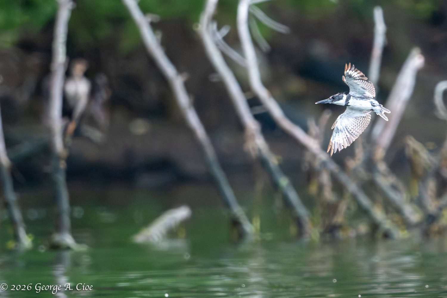 Gonzo Over the Narrow River – The Belted Kingfisher Experience