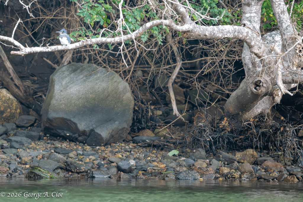 "The Lookout" Belted Kingfisher