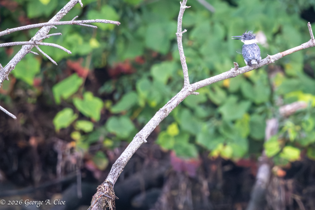 "Shaggy & Sharp" Belted Kinfisher